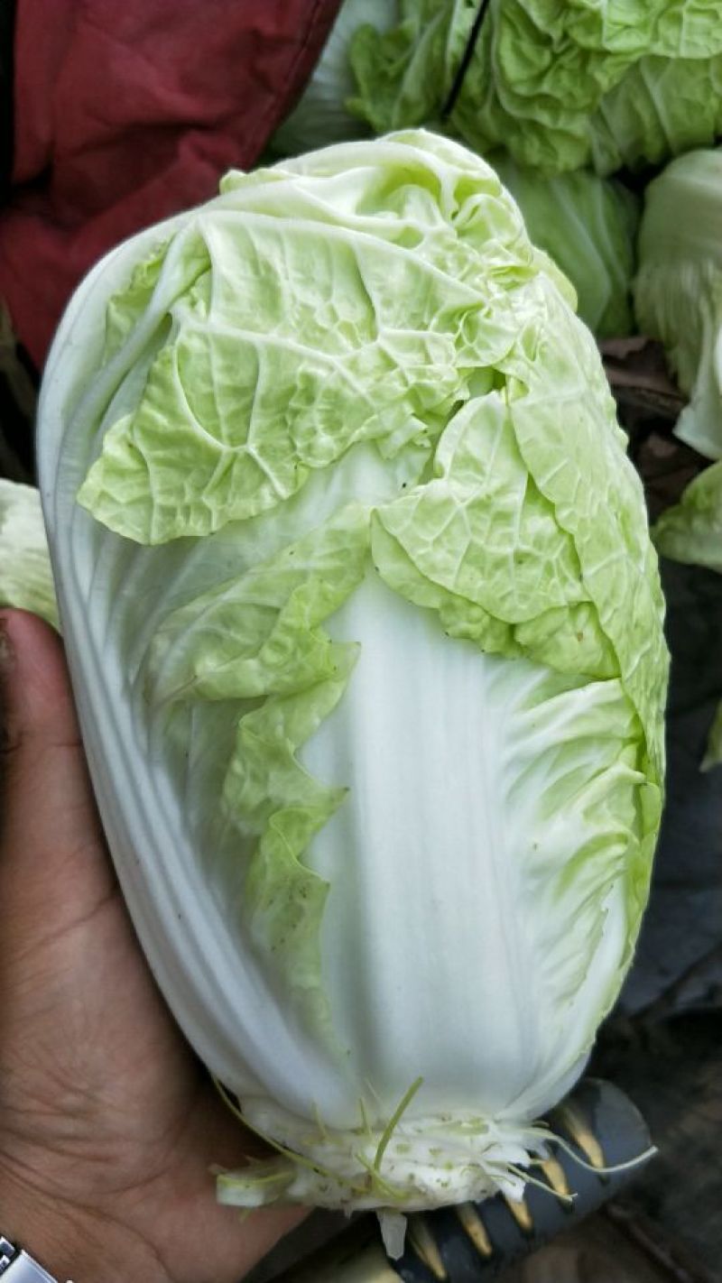 大白菜净菜4~6斤质量保证一条龙服务全国发货