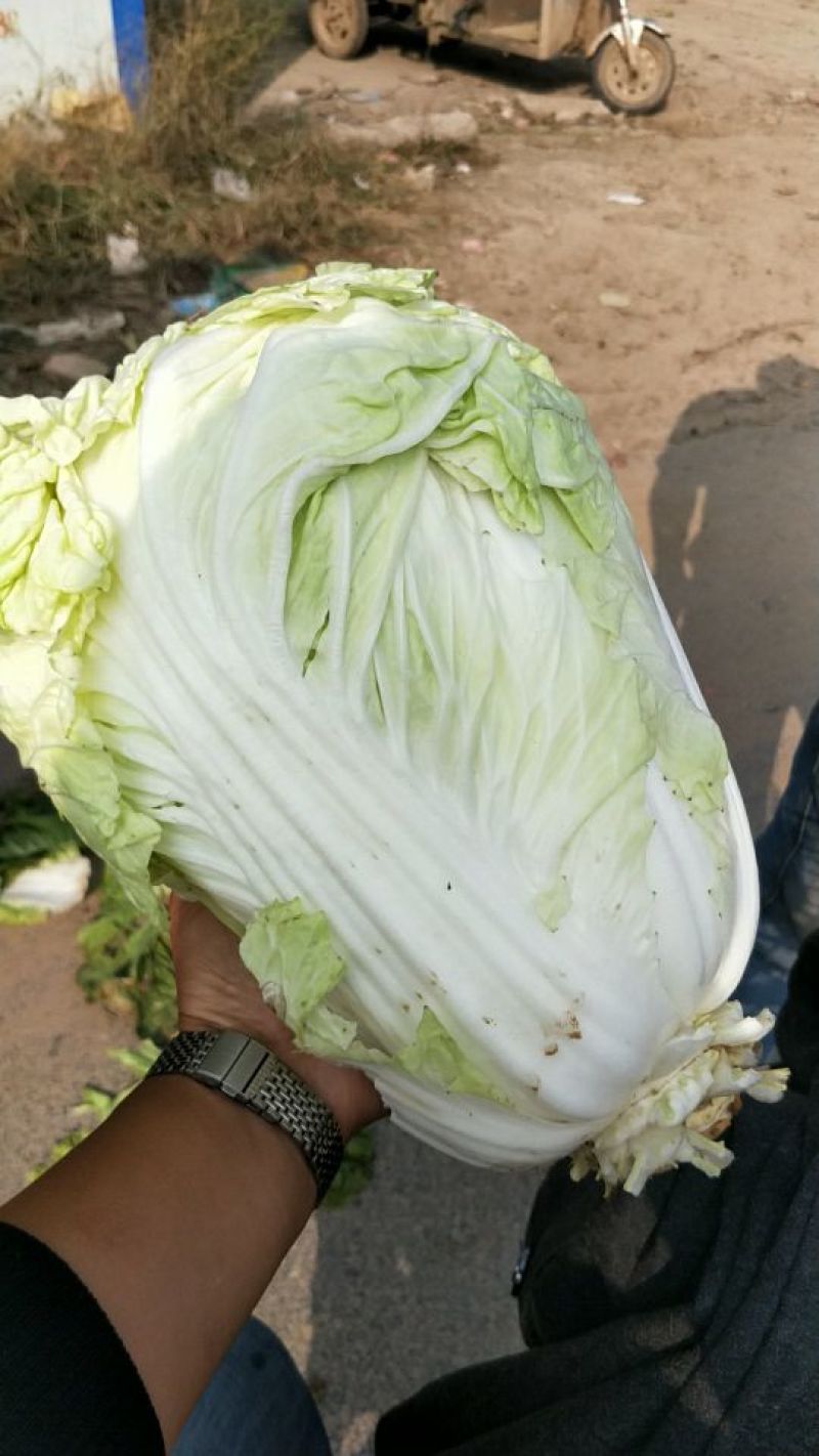 大白菜净菜4~6斤质量保证一条龙服务全国发货