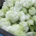 大白菜净菜4~6斤质量保证一条龙服务全国发货
