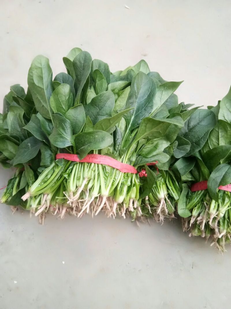 菠菜10~15厘米