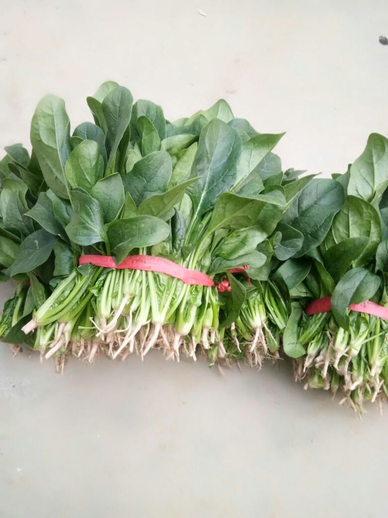 菠菜10~15厘米