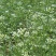 荠菜种子纯野生荠菜种子大叶荠菜野菜种籽孑有机地菜盆栽春季