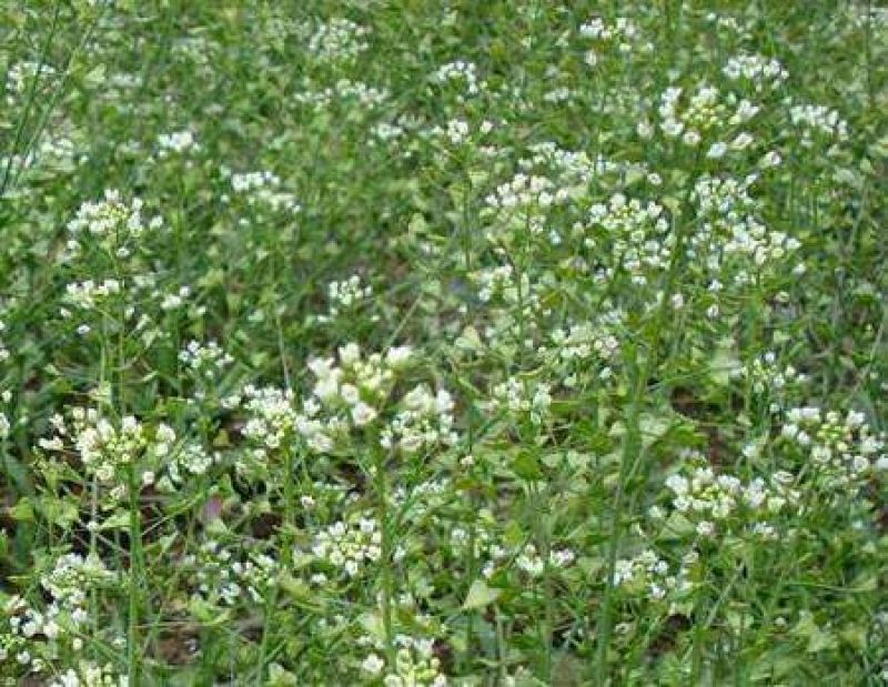 荠菜种子纯野生荠菜种子大叶荠菜野菜种籽孑有机地菜盆栽春季
