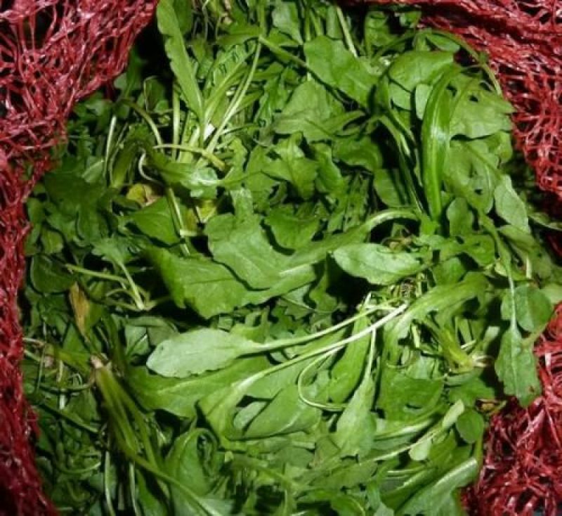 荠菜种子纯野生荠菜种子大叶荠菜野菜种籽孑有机地菜盆栽春季