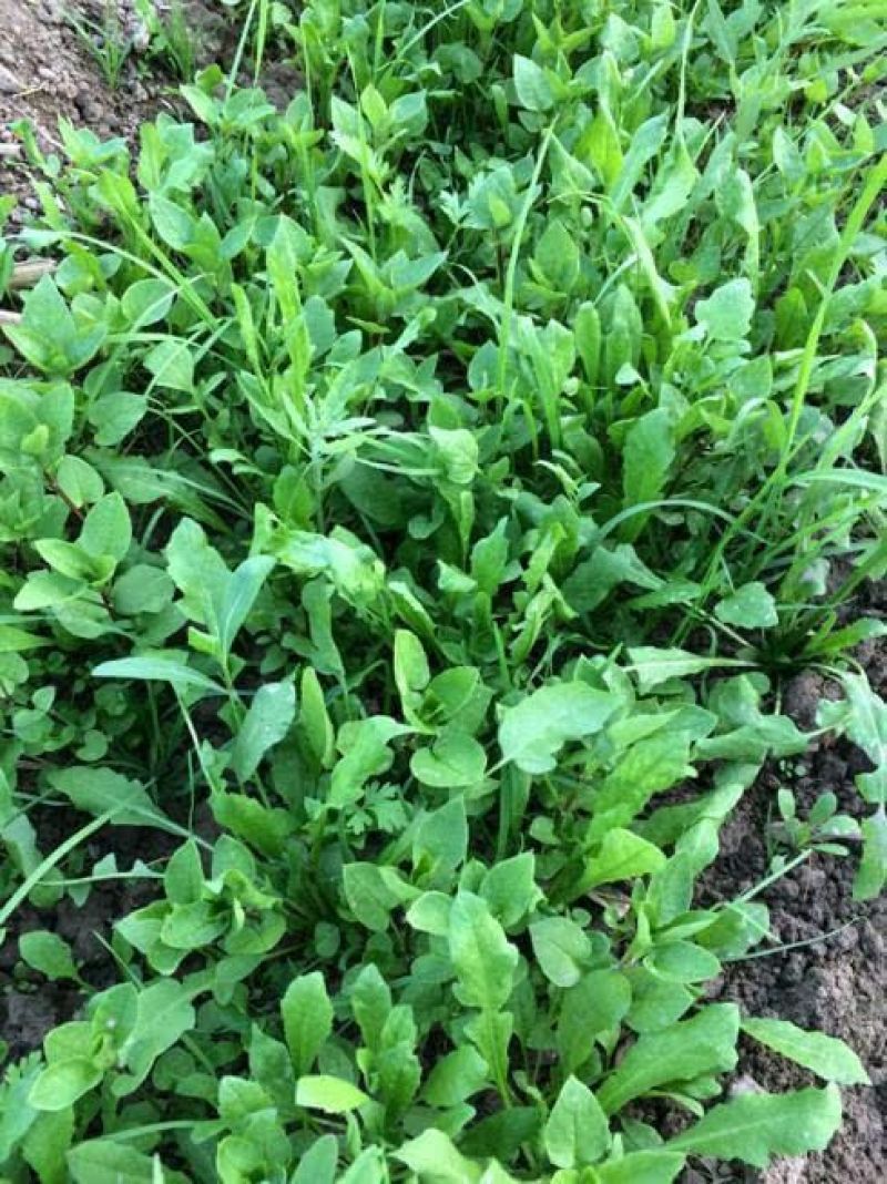 荠菜种子纯野生荠菜种子大叶荠菜野菜种籽孑有机地菜盆栽春季