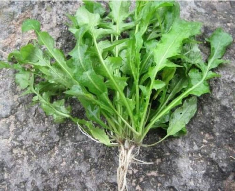 荠菜种子纯野生荠菜种子大叶荠菜野菜种籽孑有机地菜盆栽春季