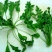 荠菜种子纯野生荠菜种子大叶荠菜野菜种籽孑有机地菜盆栽春季