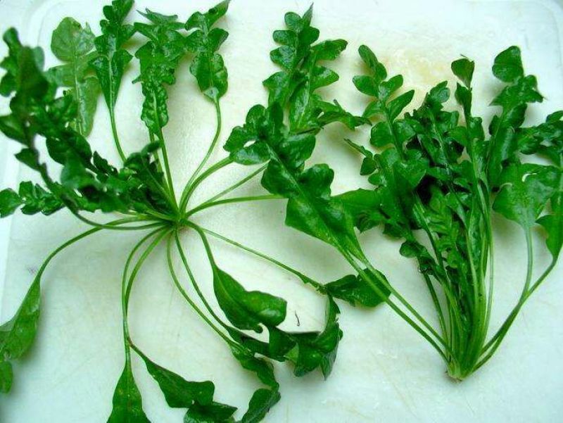 荠菜种子纯野生荠菜种子大叶荠菜野菜种籽孑有机地菜盆栽春季
