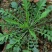 荠菜种子纯野生荠菜种子大叶荠菜野菜种籽孑有机地菜盆栽春季