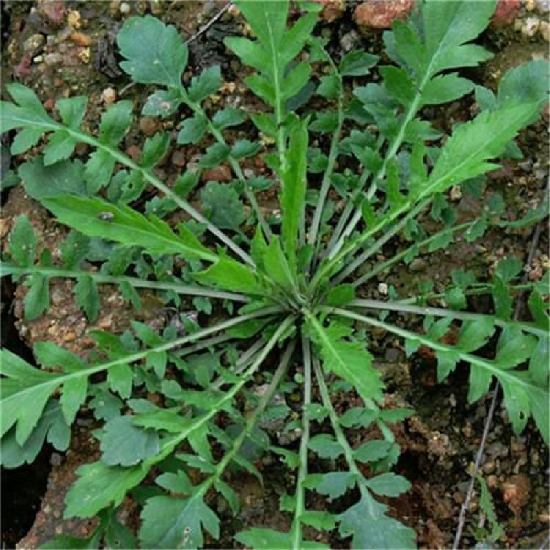 荠菜种子纯野生荠菜种子大叶荠菜野菜种籽孑有机地菜盆栽春季
