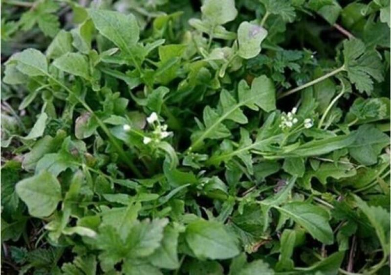 荠菜种子纯野生荠菜种子大叶荠菜野菜种籽孑有机地菜盆栽春季