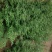 大红袍花椒苗1~2年