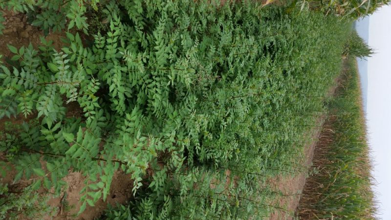 大红袍花椒苗1~2年