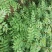 大红袍花椒苗1~2年