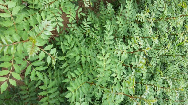 大红袍花椒苗1~2年