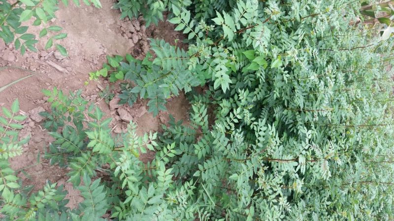大红袍花椒苗1~2年