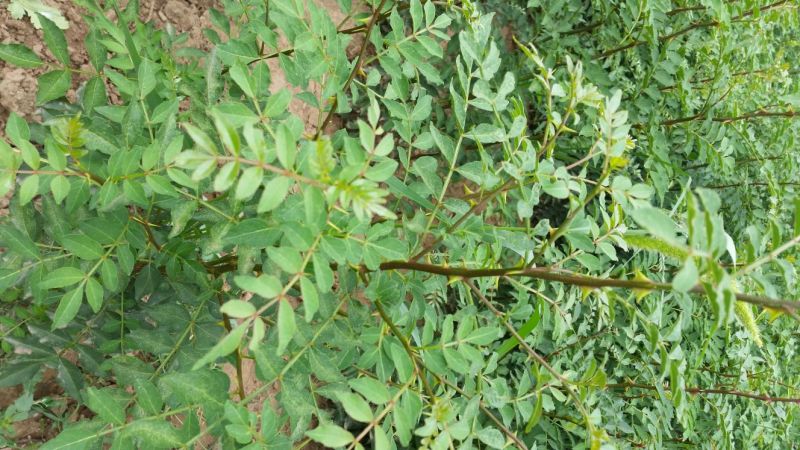 大红袍花椒苗1~2年