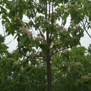 梓树16~18cm2.5~3米