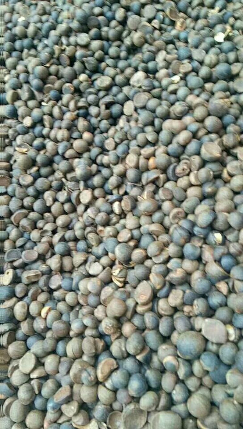 茶籽，油茶鲜果，今年的茶果，个头大小一至。