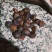 茶籽，油茶鲜果，今年的茶果，个头大小一至。