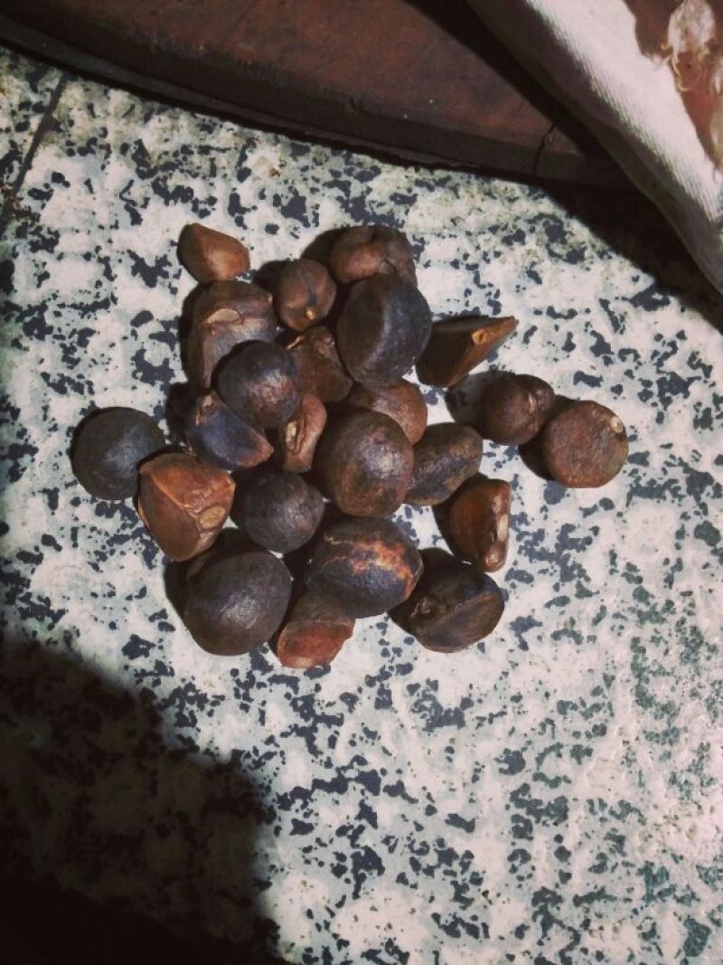 茶籽，油茶鲜果，今年的茶果，个头大小一至。