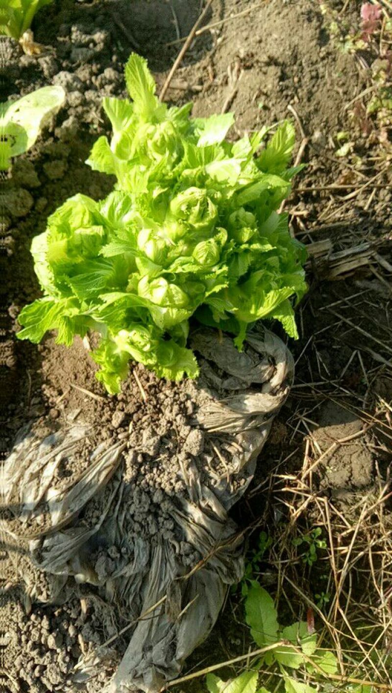 儿菜5两以上