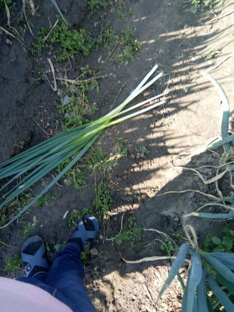 日本钢葱毛葱1cm左右25~30cm