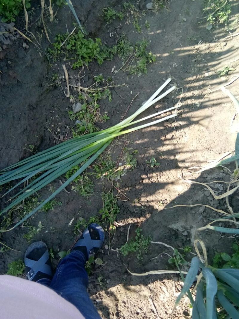 日本钢葱毛葱1cm左右25~30cm