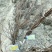 猕猴桃苗嫁接苗1~cm70~90cm