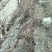 猕猴桃苗嫁接苗1~cm70~90cm