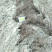 猕猴桃苗嫁接苗1~cm70~90cm