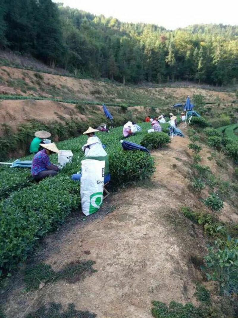 正山小种茶农亏本批发特价红茶原味浓香封口袋包邮