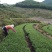 正山小种茶农亏本批发特价红茶原味浓香封口袋包邮