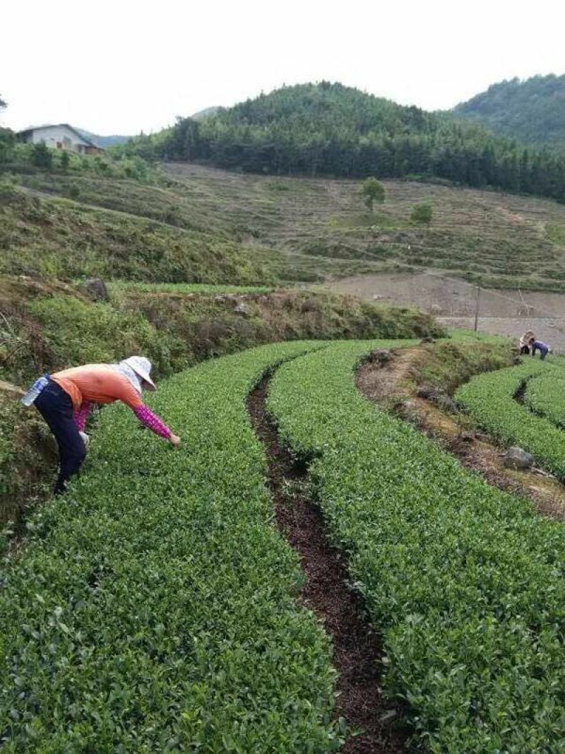 正山小种茶农亏本批发特价红茶原味浓香封口袋包邮