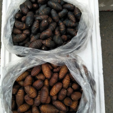 茧蛹