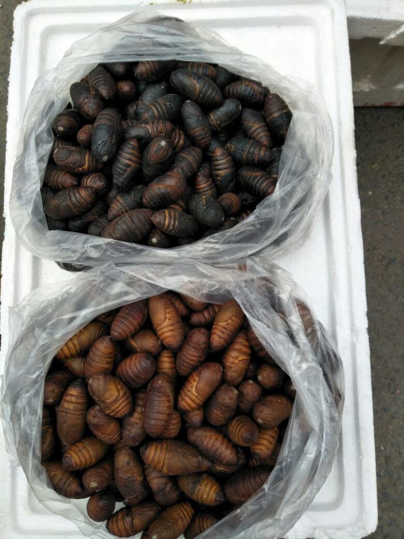 茧蛹