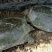 生态甲鱼1.5~2斤