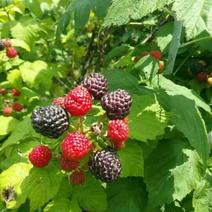 树莓苗，红树莓，黑树莓苗