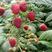 覆盆子苗，红树莓苗，当年结果