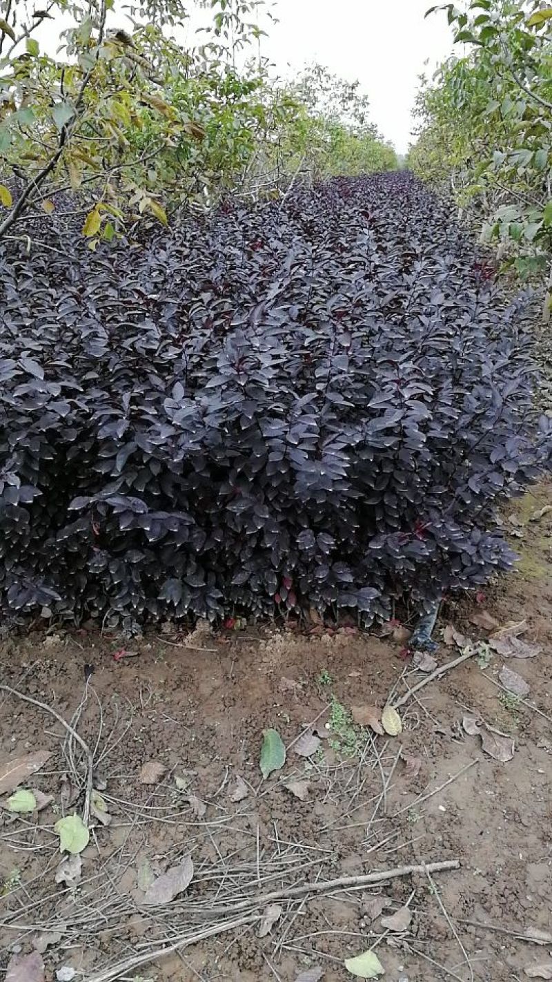 紫叶矮樱2~4cm50~80cm
