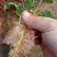 百香果苗10~20cm