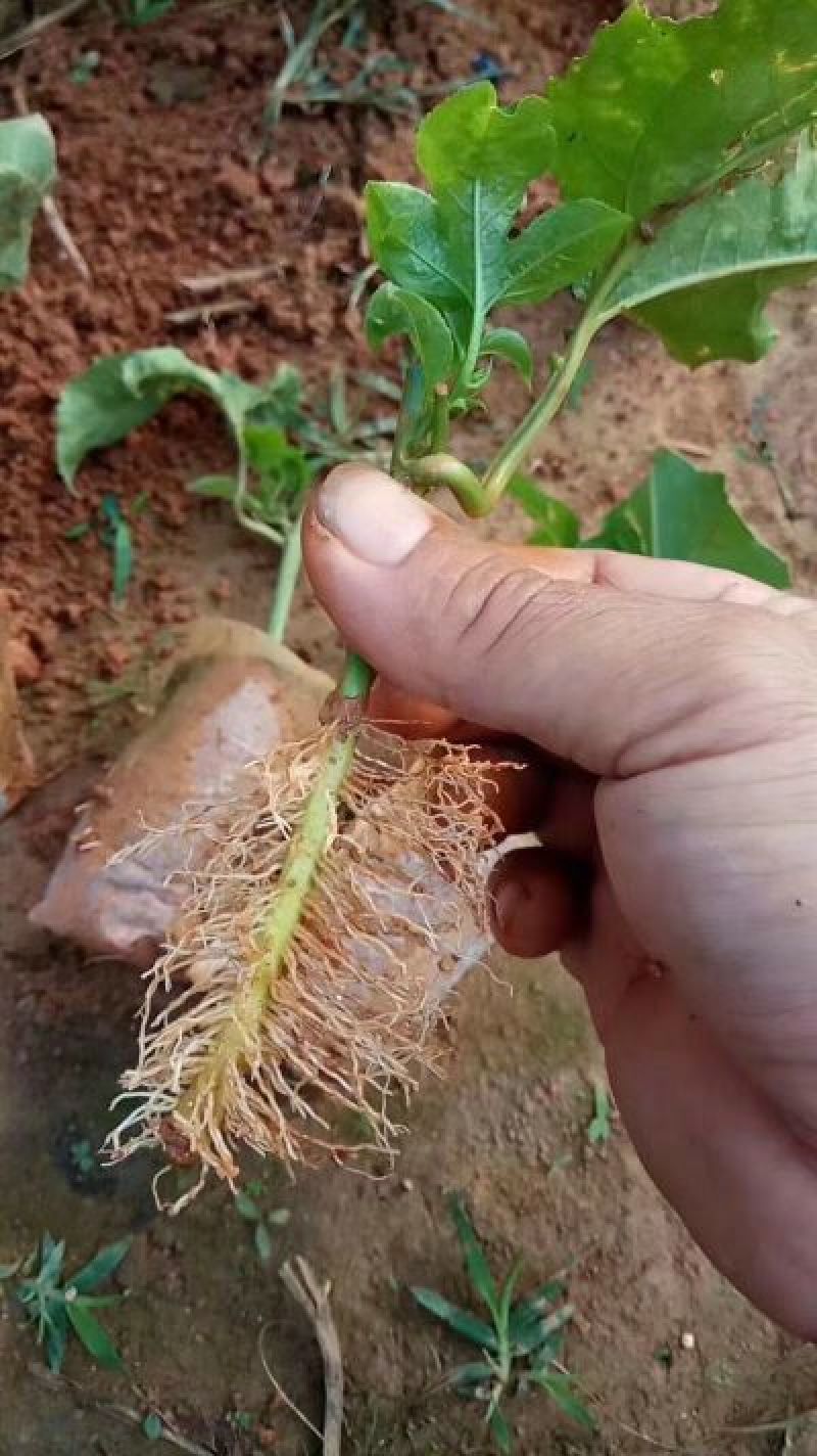 百香果苗10~20cm