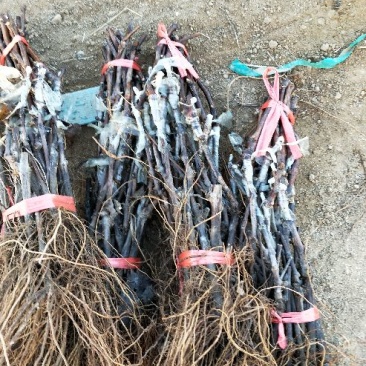 蜜光葡萄苗宝光葡萄苗脆光葡萄苗基地直发