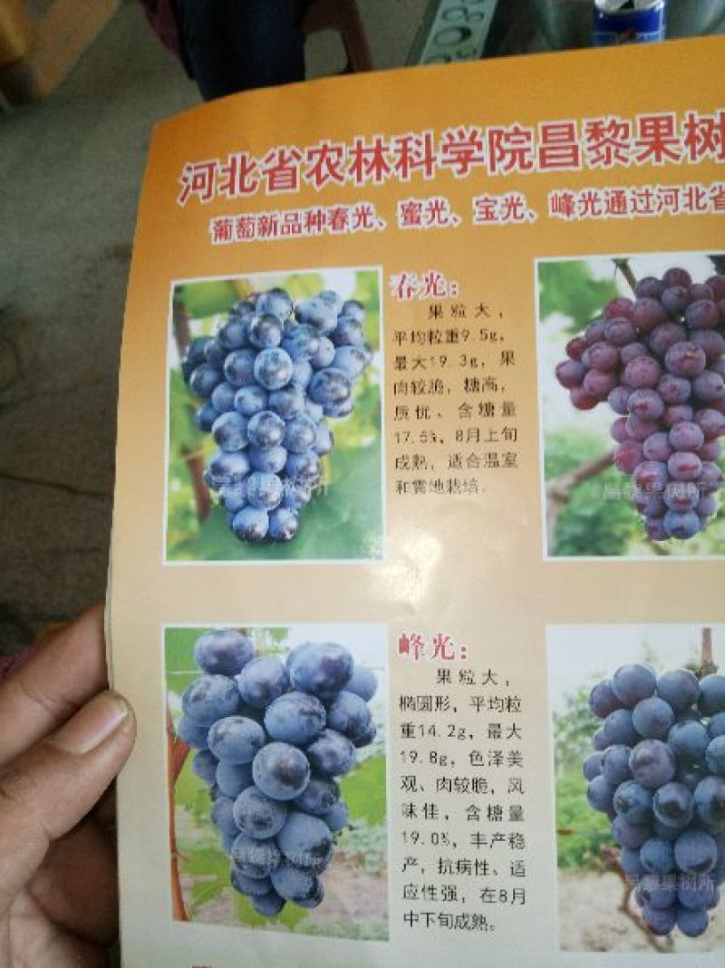 蜜光葡萄苗宝光葡萄苗脆光葡萄苗基地直发