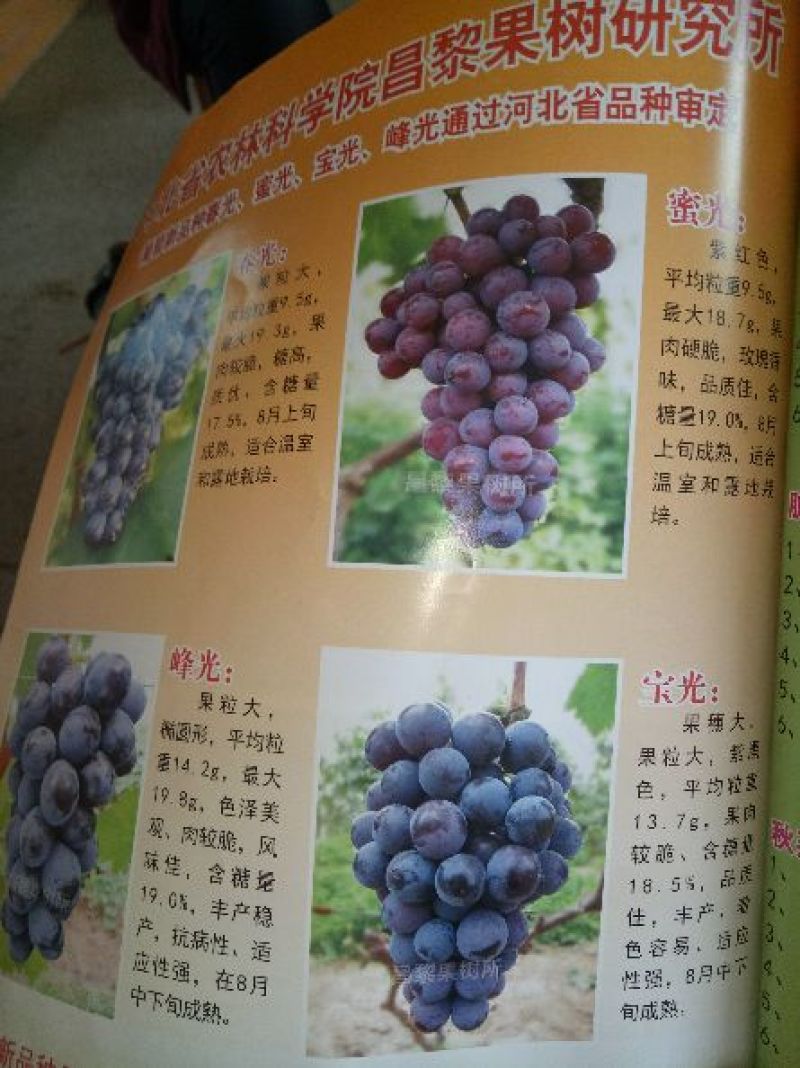 蜜光葡萄苗宝光葡萄苗脆光葡萄苗基地直发