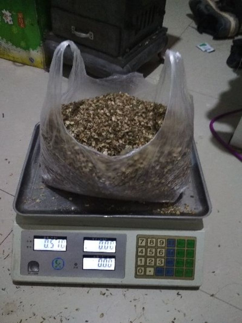 鲜当归种子98%以上