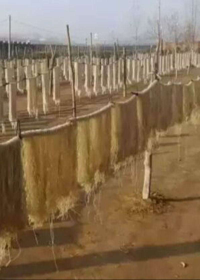 红薯粉条中粉