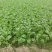 早熟儿菜四川儿菜无斑点色嫩绿质量很好量大从优