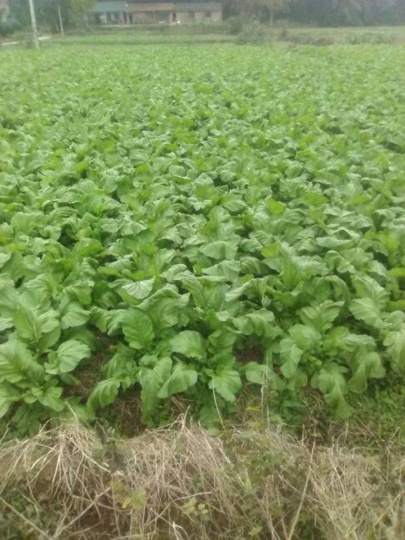 早熟儿菜四川儿菜无斑点色嫩绿质量很好量大从优