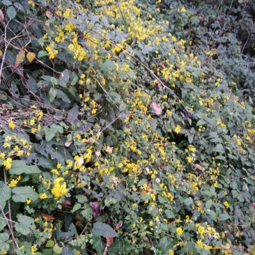 野菊花散装